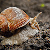 Edible Snail