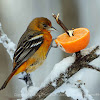 Baltimore Oriole