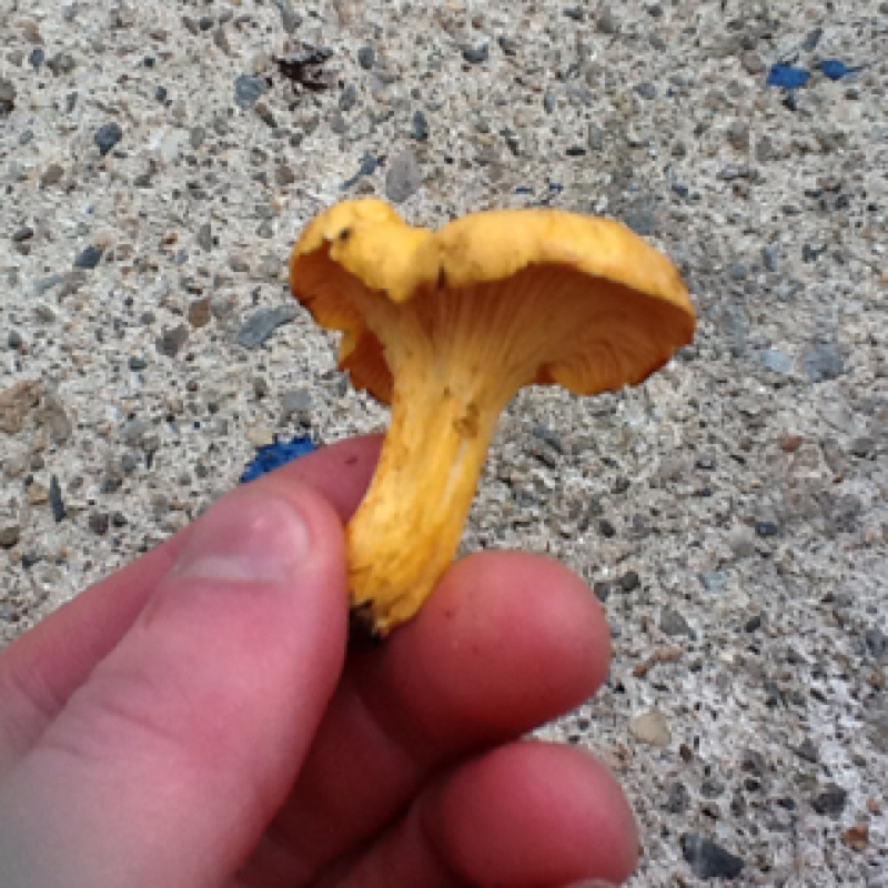Common chanterelle Project Noah