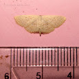 Moth of Durgapur