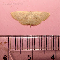 Moth of Durgapur