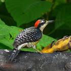 Black cheeked Woodpecker