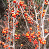 Possumhaw Holly