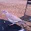 White Winged Dove