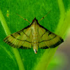 Rice  Leafroller Moth