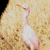 Cattle Egret (anomolous colour)