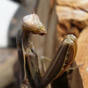 European Praying Mantis