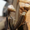 European Praying Mantis