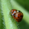 Adult seven-spot ladybird