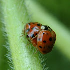 Adult seven-spot ladybird