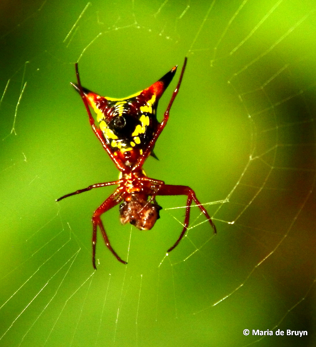 Arrow-shaped micrathena spider
