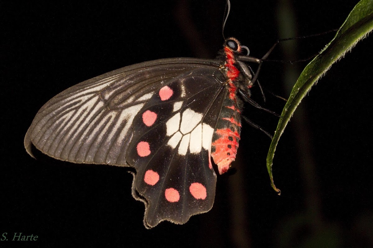 Red-bodied Swallowtail