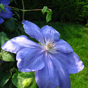Ice Blue Clematis