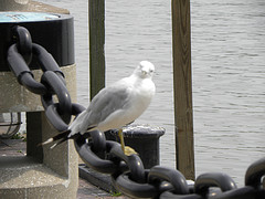 Ring-billed Gull