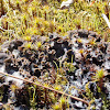 Field Dog Lichen