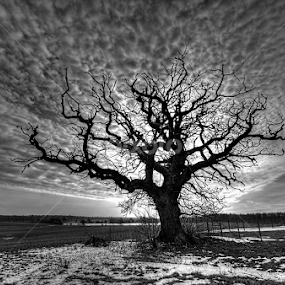 The light by Kim  Schou - Black & White Landscapes