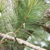 Pine Spittle bug