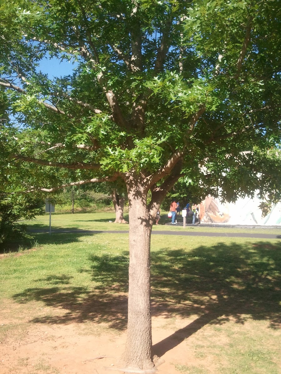 Shumard oak