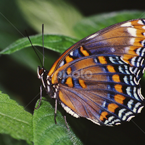 Red spotted purple  by Paul Wyman - Animals Insects & Spiders