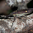 Two-Spotted Weevil