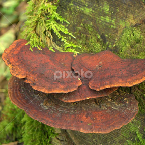 Old red by Marino Bobetić - Nature Up Close Mushrooms & Fungi