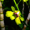 dendrobium orchid