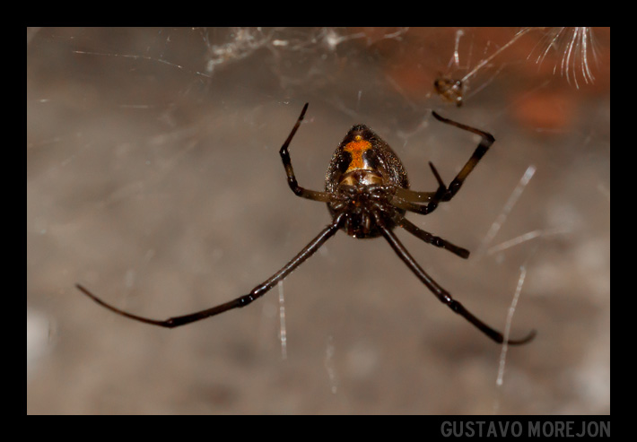 Brown widow