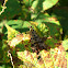 Gemeine Skorpionsfliege - common scorpionfly