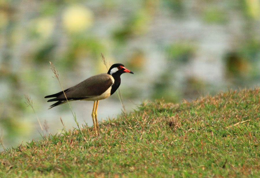 The Red wattled Lapwing