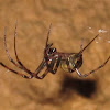 Cave Orb Weaver Spider