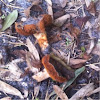 Red rusty mushrooms