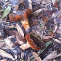Red rusty mushrooms