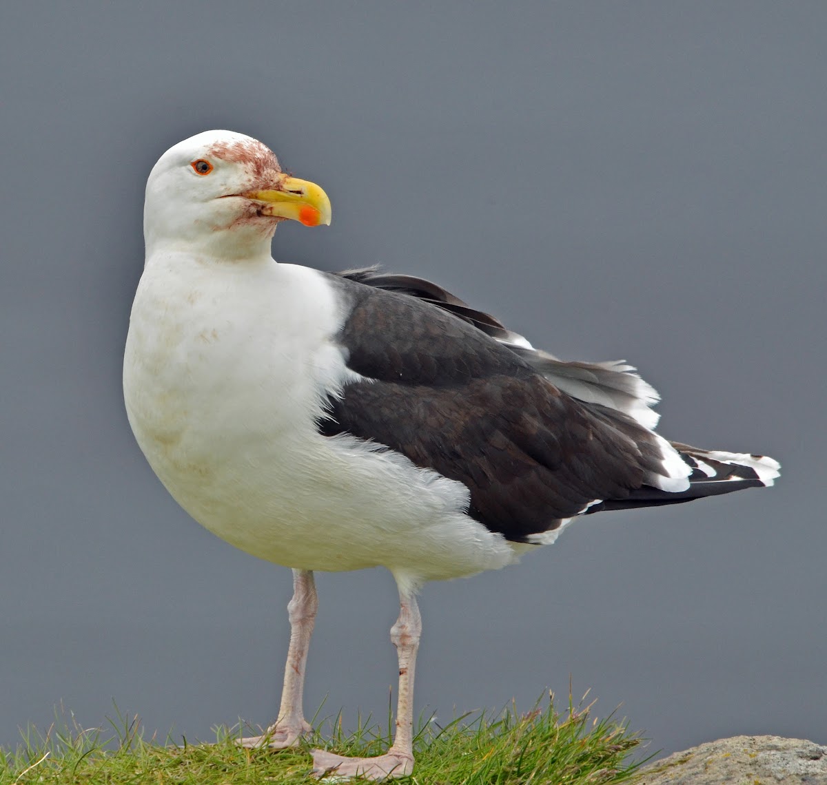 Great Black-backed Gull   (adults and chicks)