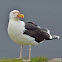 Great Black-backed Gull   (adults and chicks)