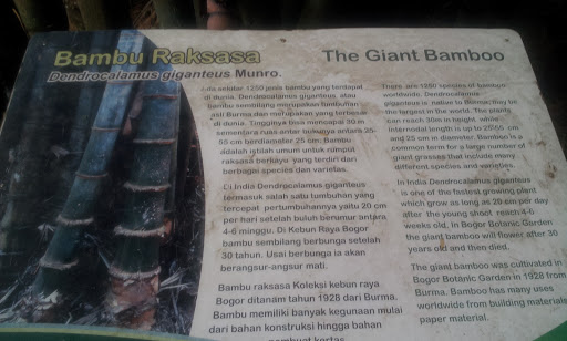 Dencrocalamus Giganteus Munro Nameplate