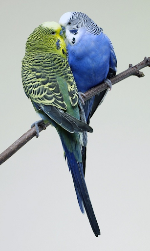 Parrots Wallpapers