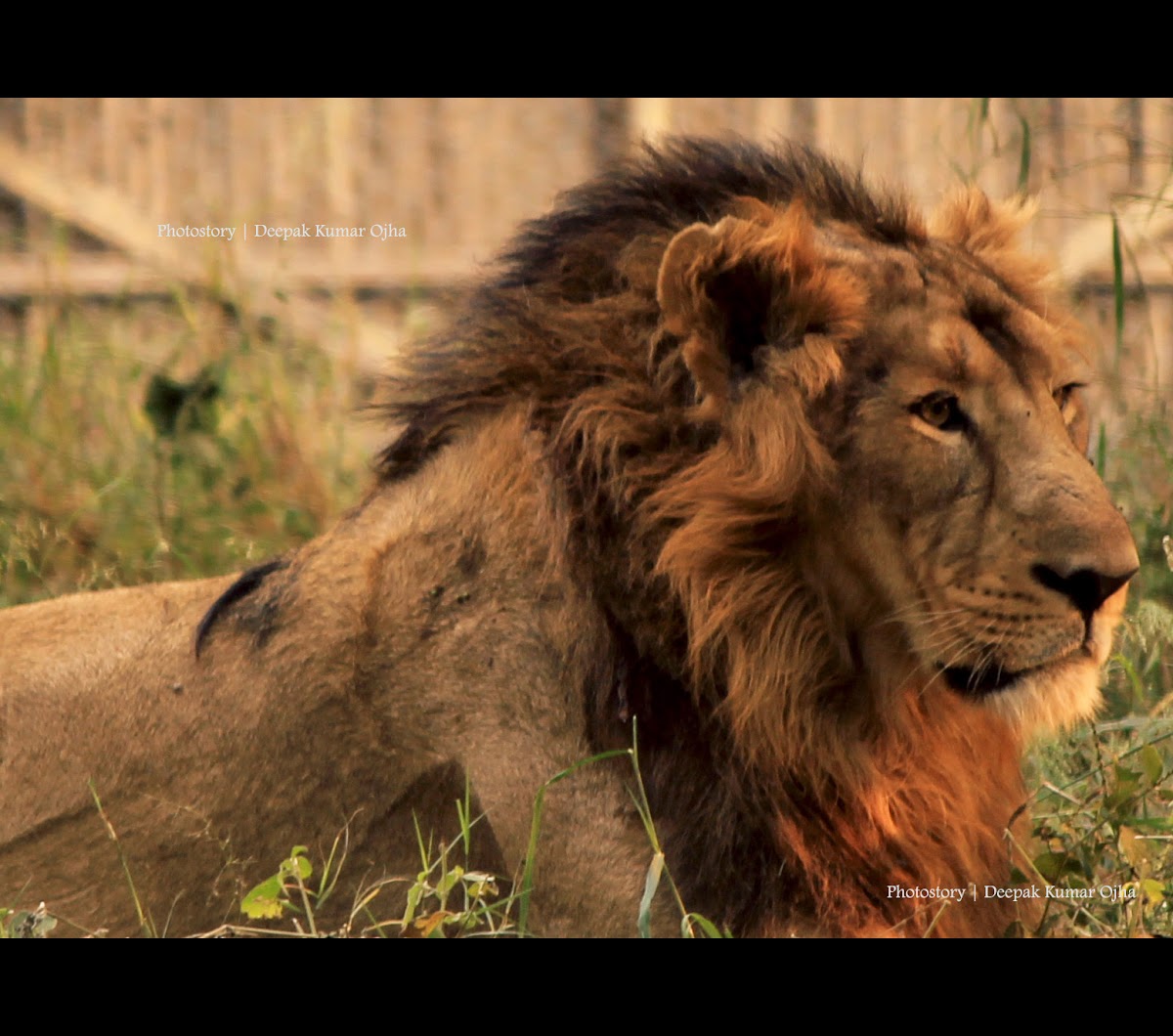 Adult male Asiatic lion