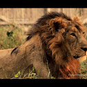 Adult male Asiatic lion