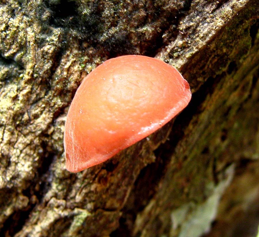 Upsidedown Sac Fungus