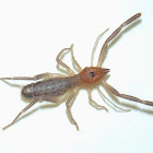 Solifugid Wind Scorpion or Sun Spider