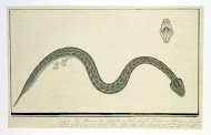 Bitis atropos (Berg adder)