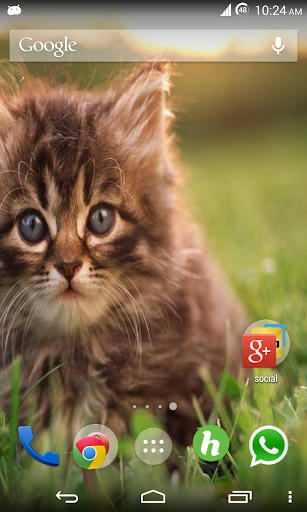 Cats Wallpapers