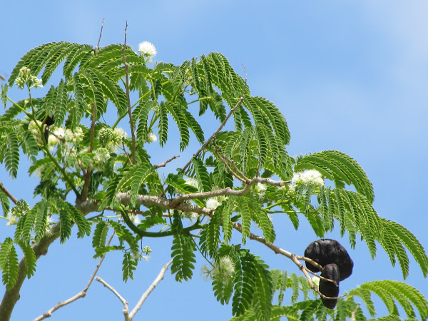 Ear tree | Project Noah