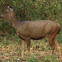 Sambar deer