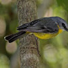 Eastern Yellow Robin  