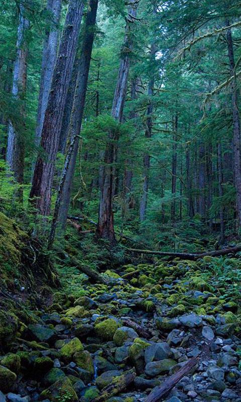 Live 3D Wallpaper Dark Forest