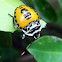 Citrus Stink Bug (nymph)