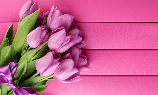 Pink Tulips Live Wallpaper