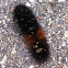 Banded woolly bear (Isabella tiger moth larva)