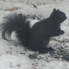 Black Eastern Gray Squirrel